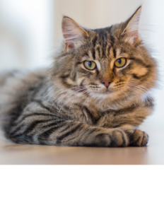 Picture for category Feline